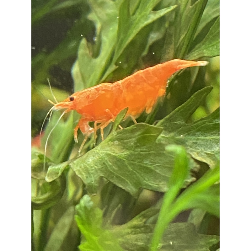Blood Orange shrimp 10+1+bonus items