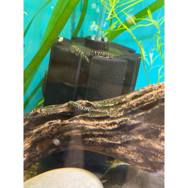 3 Juvenile Sewellia Albisuera - Gold Ring Hillstream Loach