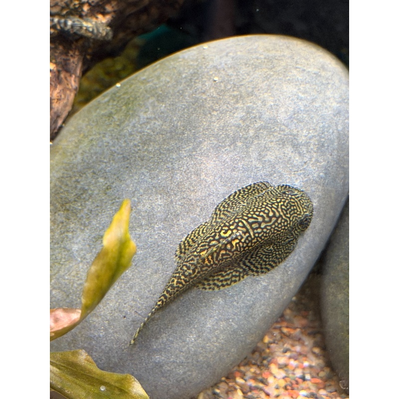 3 Juvenile Sewellia Albisuera - Gold Ring Hillstream Loach