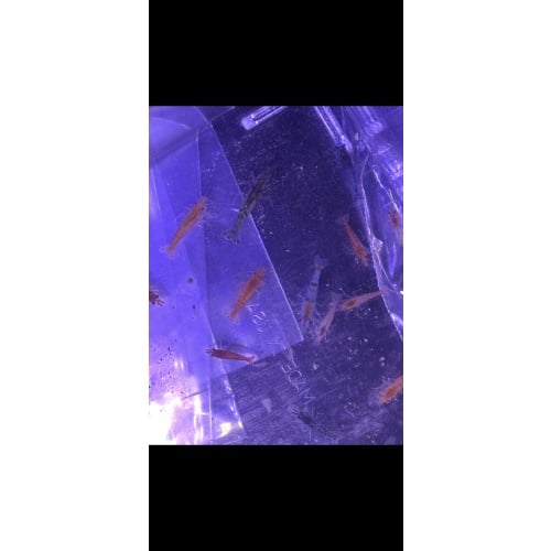 10 assorted shrimp mix
