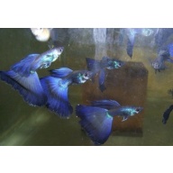 10+1 Blue Moscow Guppy Fry - Tropical Fish