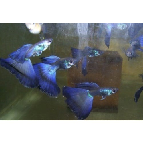 10+1 Blue Moscow Guppy Fry - Tropical Fish