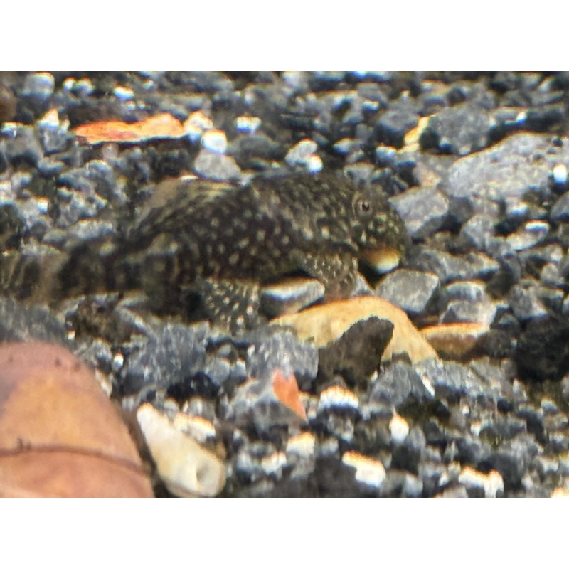 Green Dragon Bristlenose Pleco – Ancistrus sp. Juveniles (standard fin) 1”+