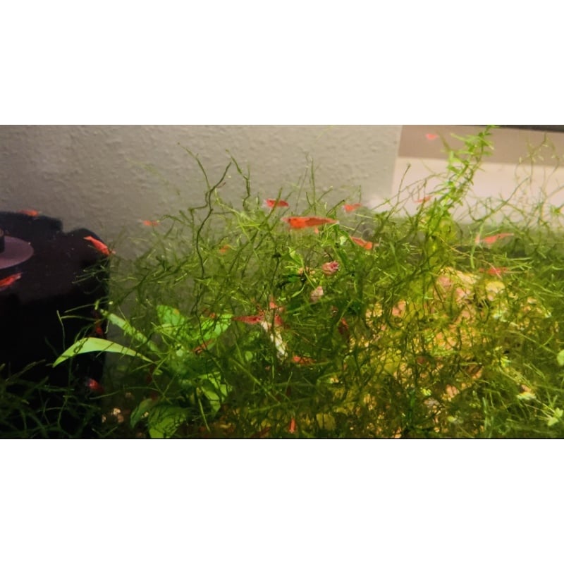 30+5 Cherry Shrimp $30