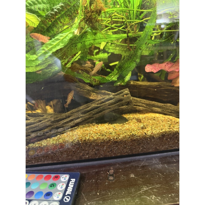 1 Male Scarlet Badis FREE SHIPPING
