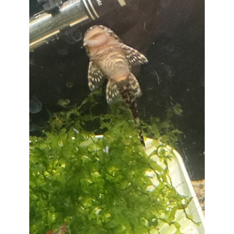 Green Dragon Bristlenose Pleco – Ancistrus sp. Juveniles (standard fin) 1”+