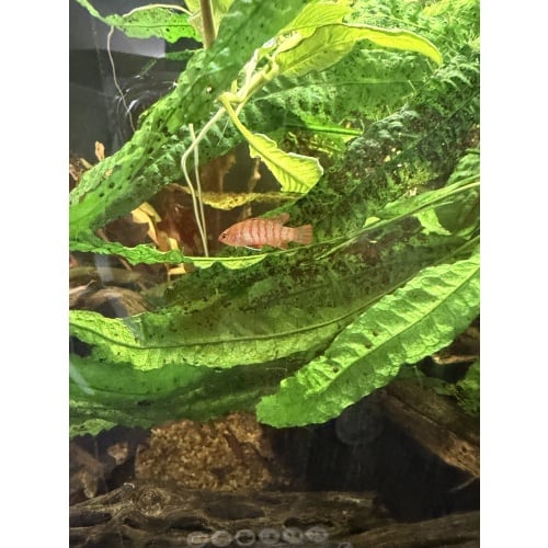 1 Male Scarlet Badis FREE SHIPPING