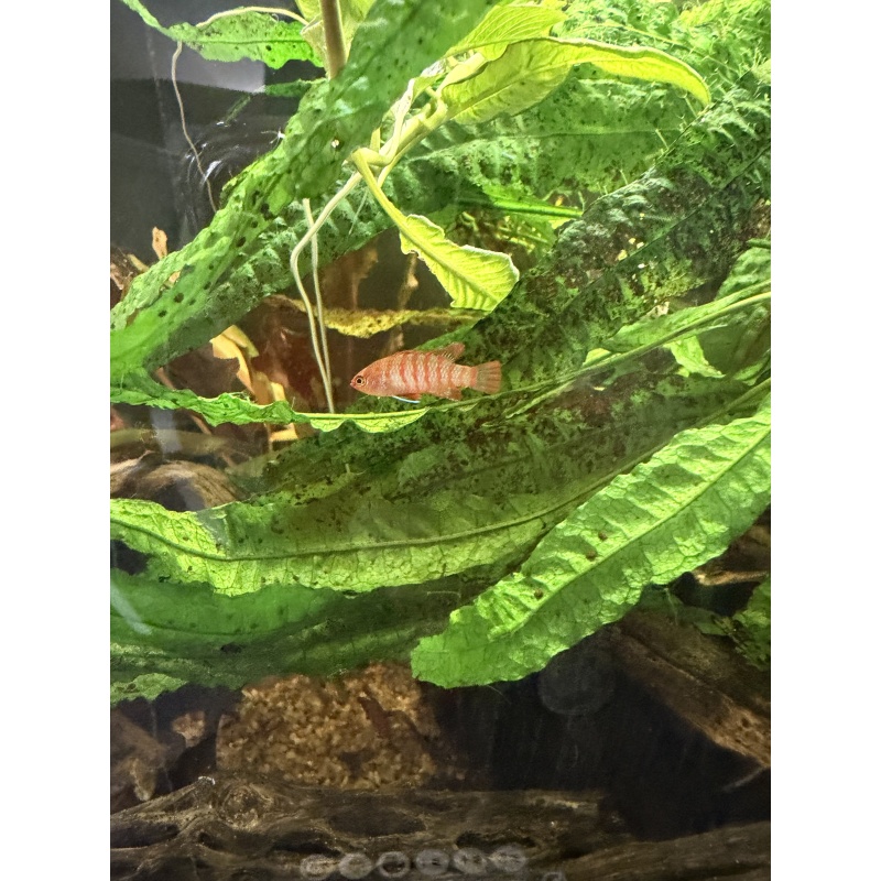 1 Male Scarlet Badis FREE SHIPPING