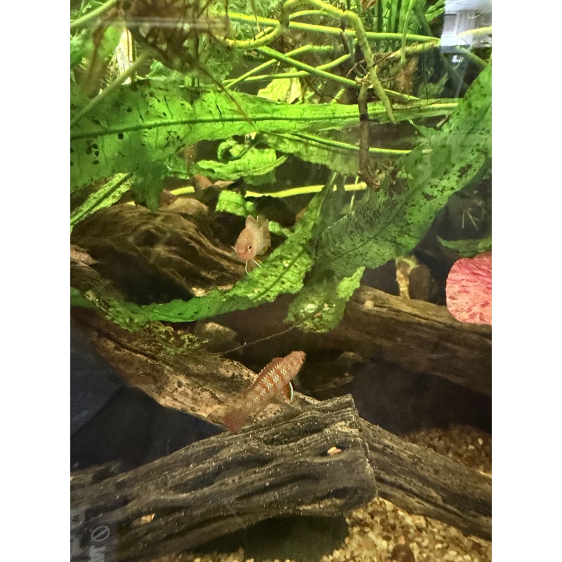 1 Male Scarlet Badis FREE SHIPPING