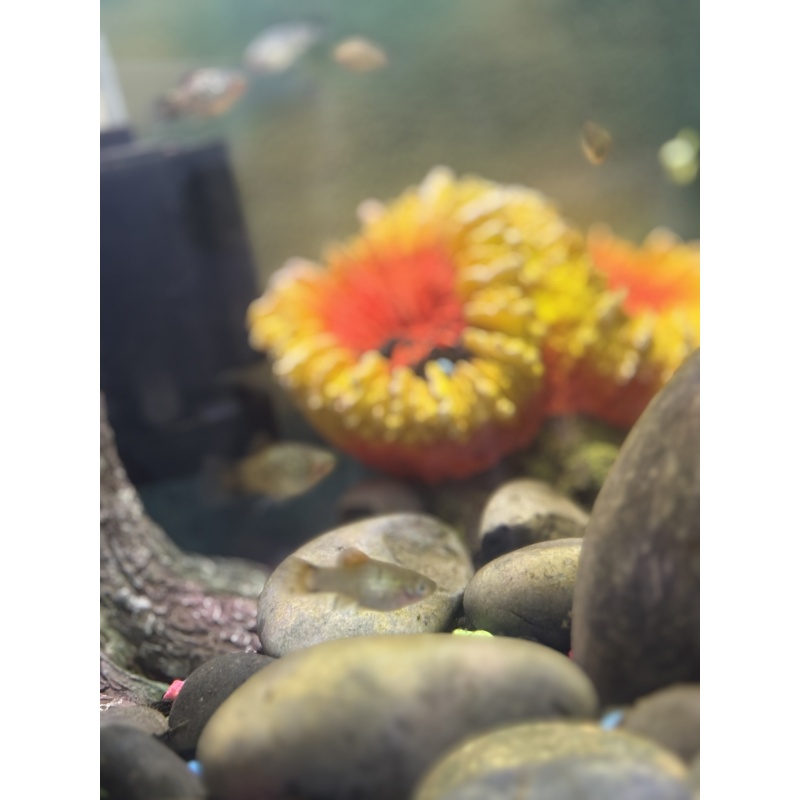 Blue Wag × Sunset Calico Hybrid Platy (Blue/Green Iridescent) 10 Pack