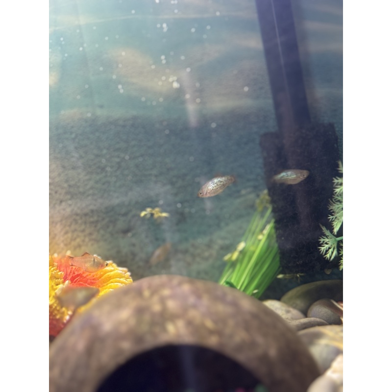 Blue Wag × Sunset Calico Hybrid Platy (Blue/Green Iridescent) 10 Pack
