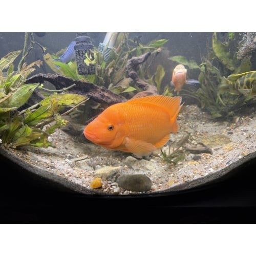 Midas Cichlid