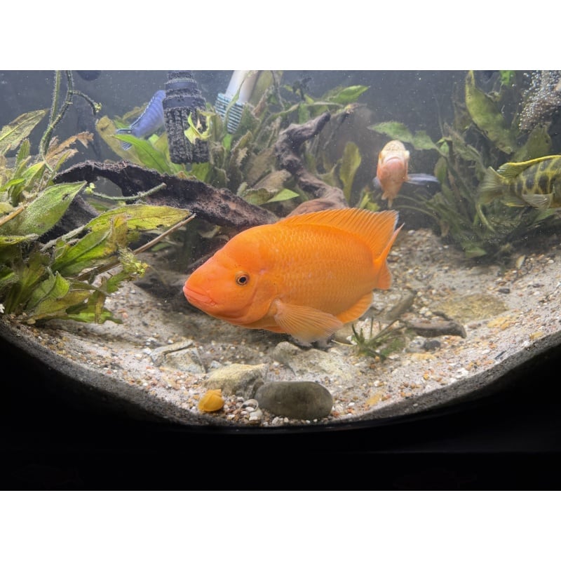 Midas Cichlid
