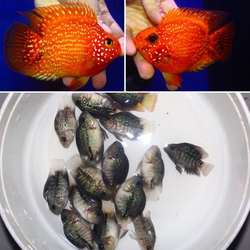 10 pcs Crystal parrot 1 inch