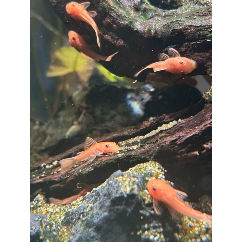 19 PACK Super Red Bristlenose Pleco - Manhattan Tank-Bred - 1.5"-2" Unsexed - UPS OverNight