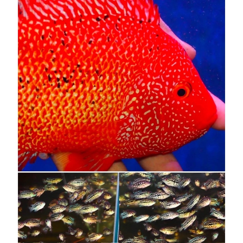 12 pcs Super red texas fry