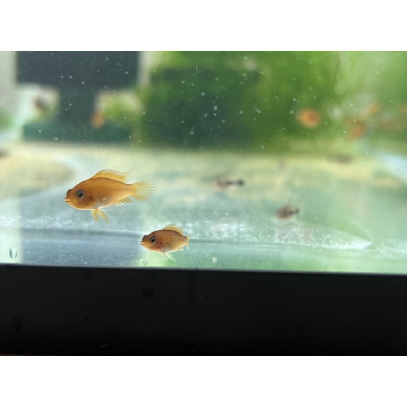 Apistogramma Agassizii “Fire Red” SEXED PAIR!