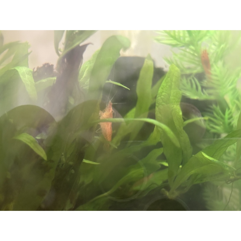 10 assorted shrimp mix