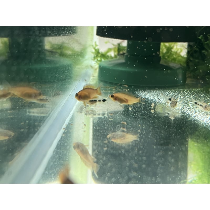 Apistogramma Agassizii “Fire Red” SEXED PAIR!