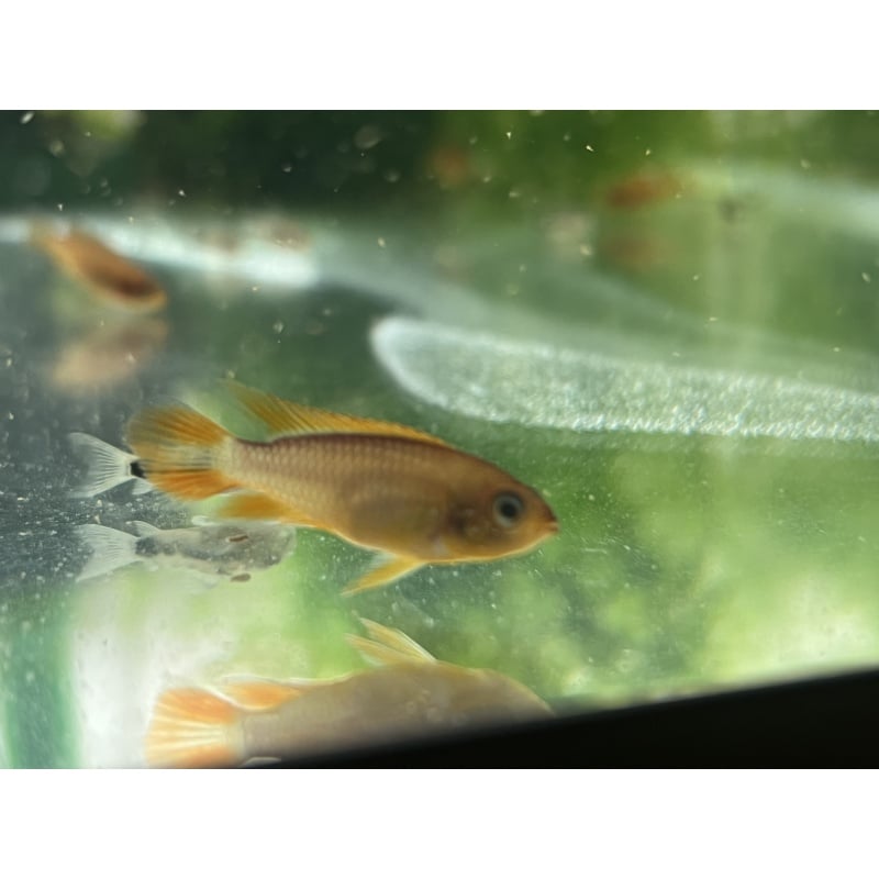 Apistogramma Agassizii “Fire Red” SEXED PAIR!