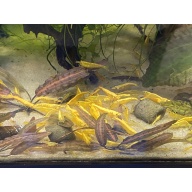 Yellow 24K shrimp 20+2+bonus items