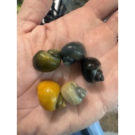 (5) Myster Snails (Nickel Size or Larger!)