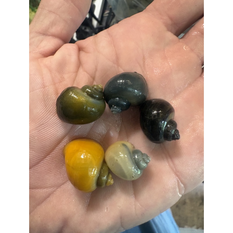 (5) Myster Snails (Nickel Size or Larger!)