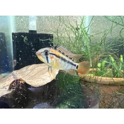 Apistogramma Macmasteri “Redneck” Unsexed Juvenile