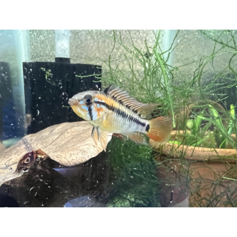 Apistogramma Macmasteri “Redneck” Unsexed Juvenile