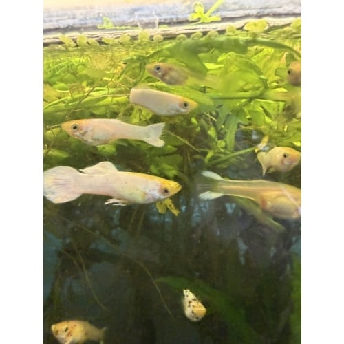 2 TRIOS MOSCOW WHITE GUPPIES.....HATCHERY BRED