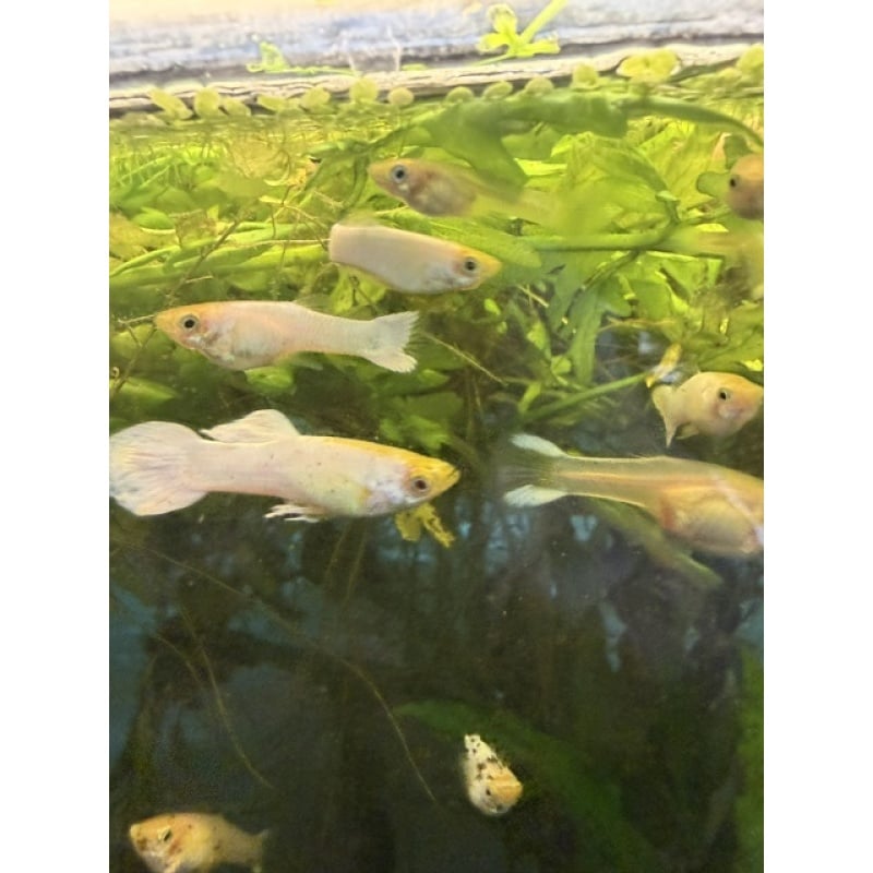 2 TRIOS MOSCOW WHITE GUPPIES.....HATCHERY BRED