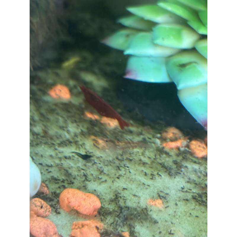 5 racer strip mix Shrimp