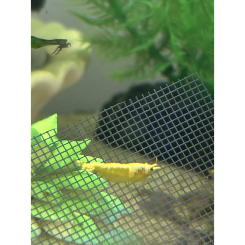 5 Golden Back Shrimp