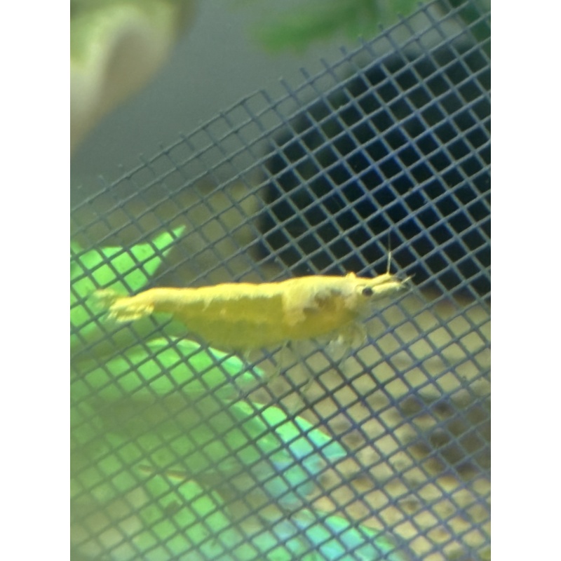 5 racer strip mix Shrimp
