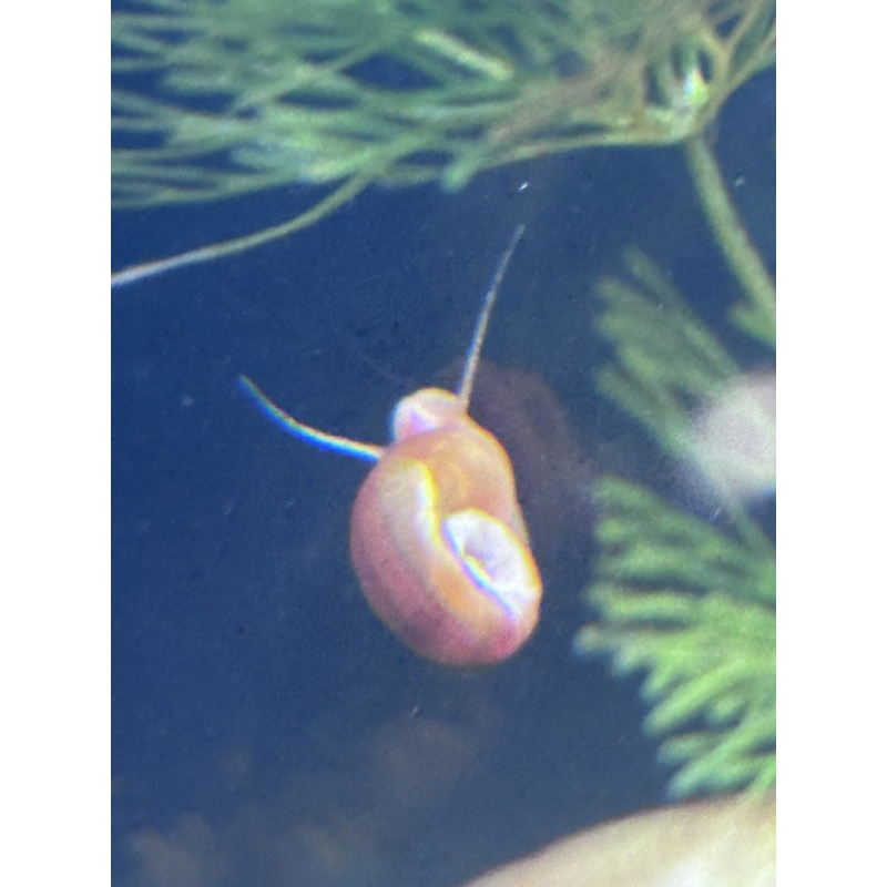 30 Ramshorn Snails