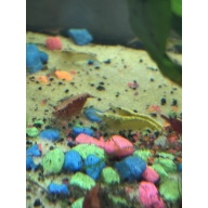 5 racer strip mix Shrimp