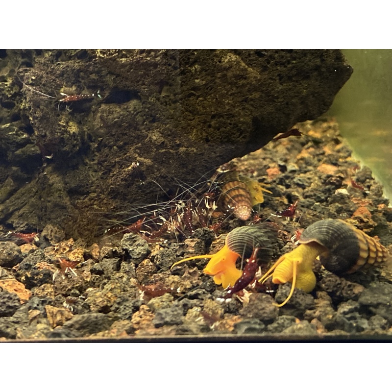 Sulawesi Orange Poso Snails x5