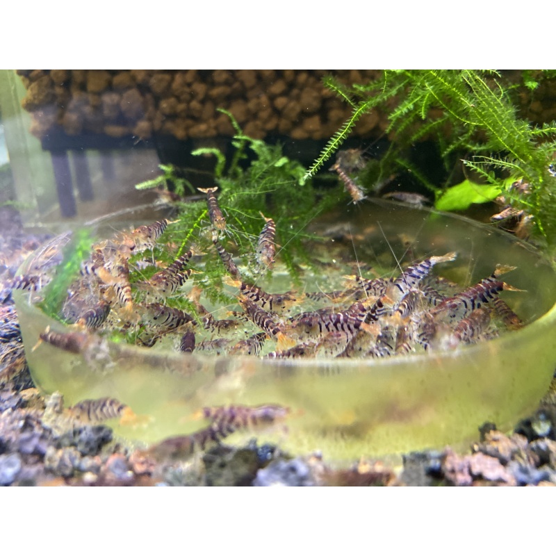 Large feeding tray glass X2