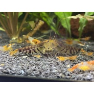 Super Tiger shrimp (Wild Form) 10+1+Bonus Items