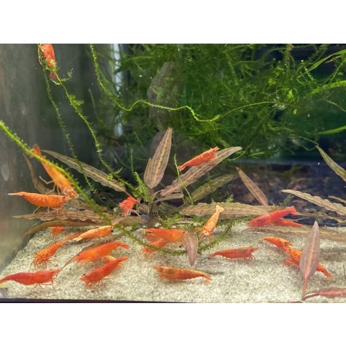 Blood Orange shrimp 10+1+bonus items