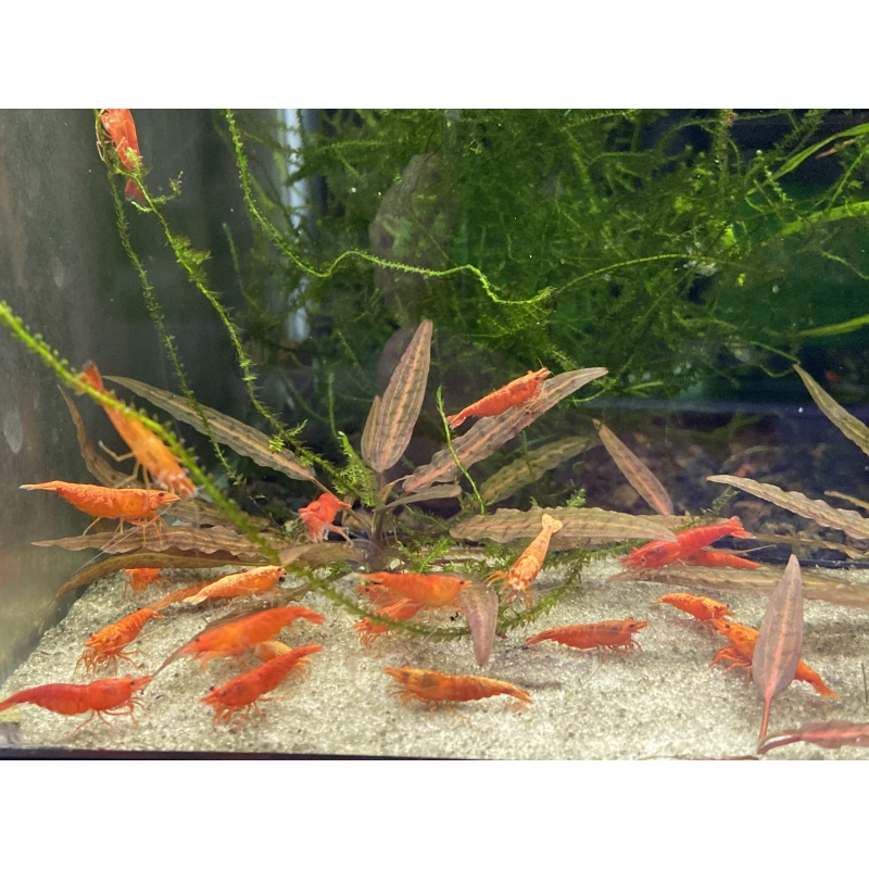 Blood Orange shrimp 10+1+bonus items