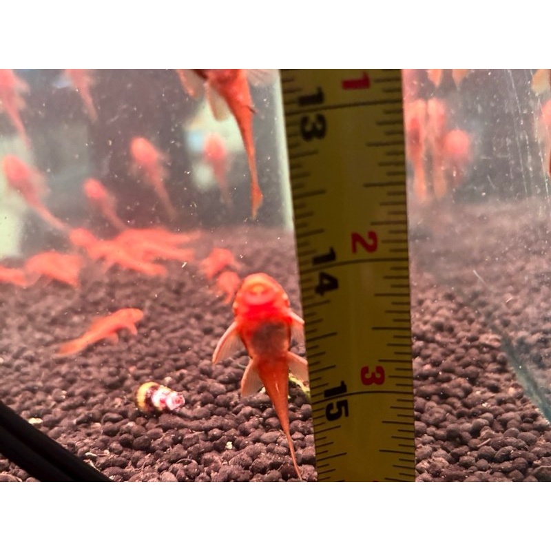 11 PACK SUPER RED BRISTLENOSE PLECO (Ancistrus sp. "Super Red") — Manhattan Tank-Bred Juveniles