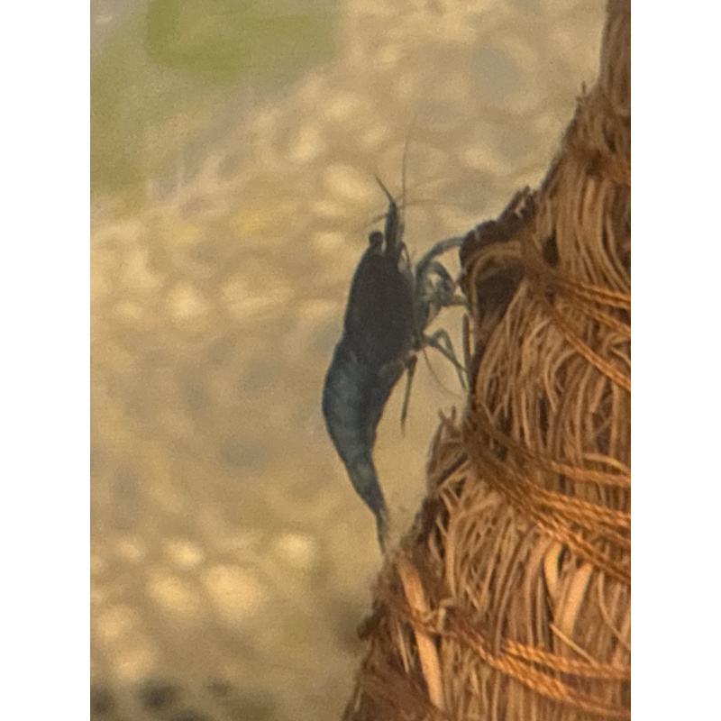 5 Blue Dream Shrimp