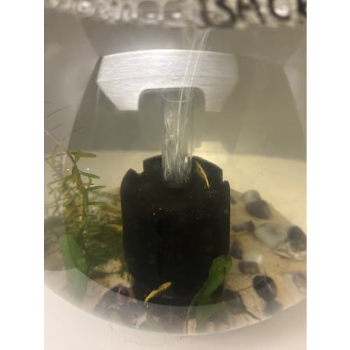 5 Golden Back Shrimp