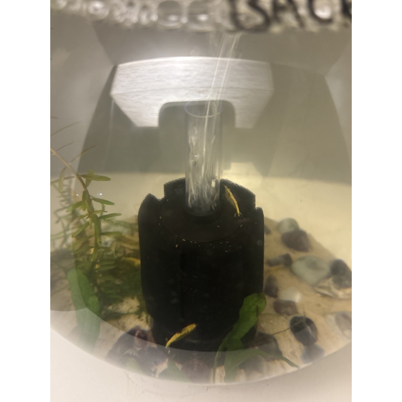 5 Golden Back Shrimp