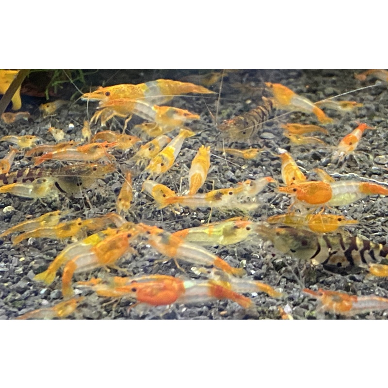 Orange Rili 10+1+bonus items