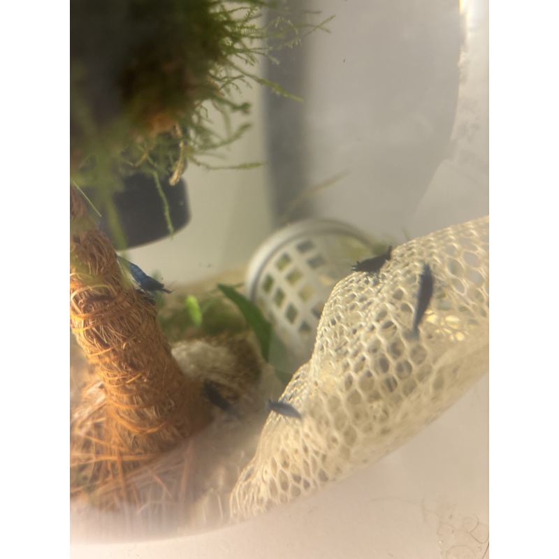 5 Blue Dream Shrimp
