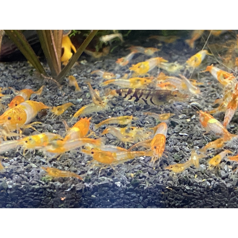 Orange Rili 10+1+bonus items