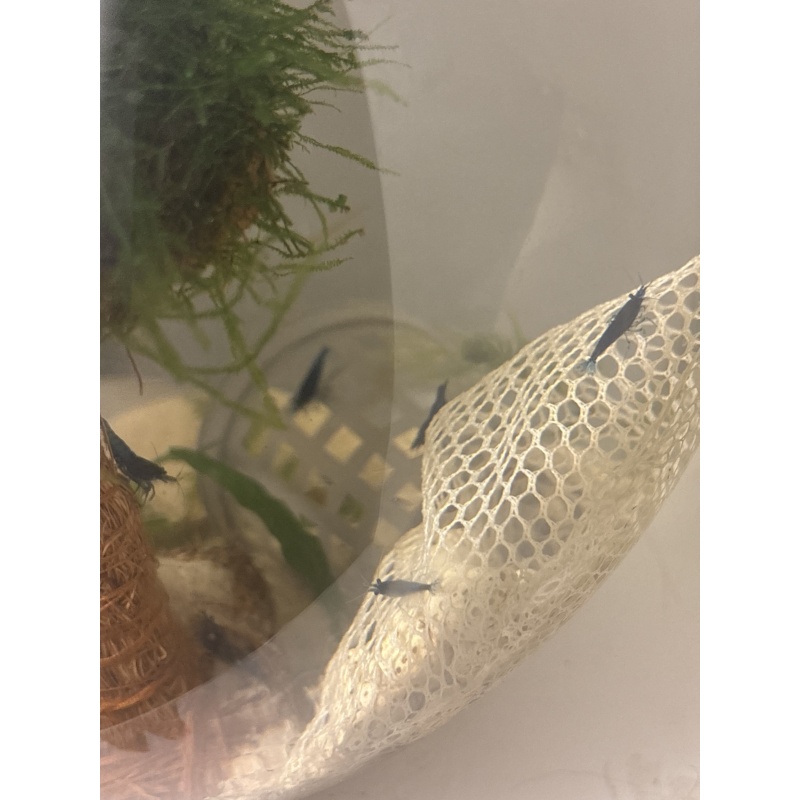5 Blue Dream Shrimp