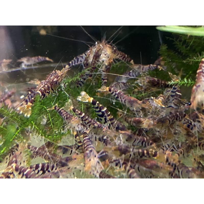 Super Tiger shrimp (Wild Form) 10+1+Bonus Items